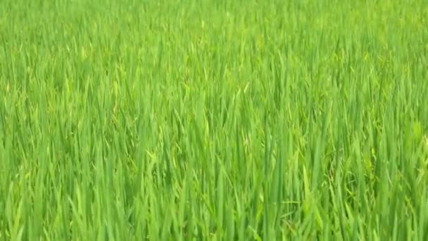 Riz poussant dans un champ de paddy étant soufflé dans le vent, vidéo haute définition clip stock de séquences .