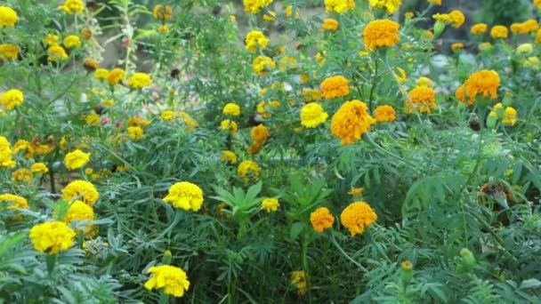 Fleurs Souci Jardin Sauvages Colorées Soufflées Dans Vent Avec Fond — Video