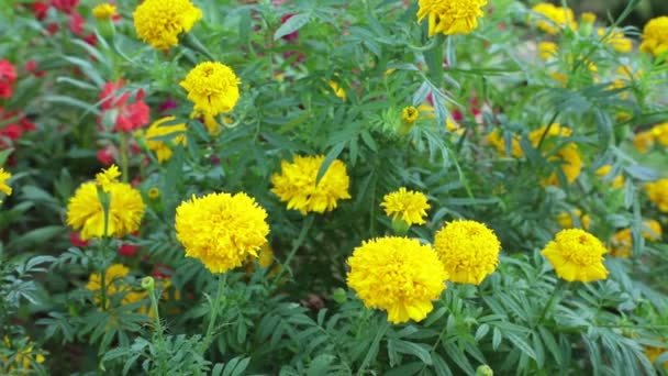 Colourful Wild Garden Marigold Flowers Being Blown Wind Green Foliage — Stock Video