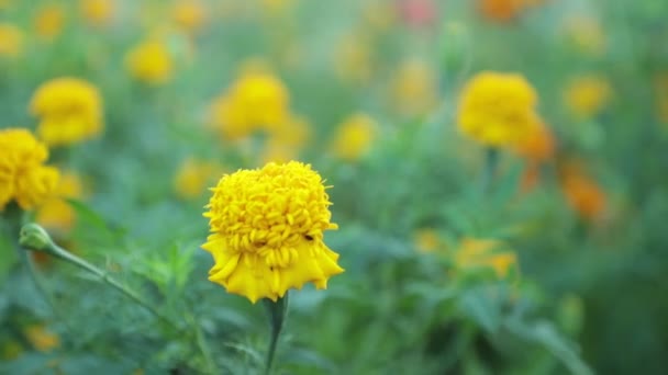 Colourful Wild Garden Marigold Flowers Being Blown Wind Green Foliage — Stock Video