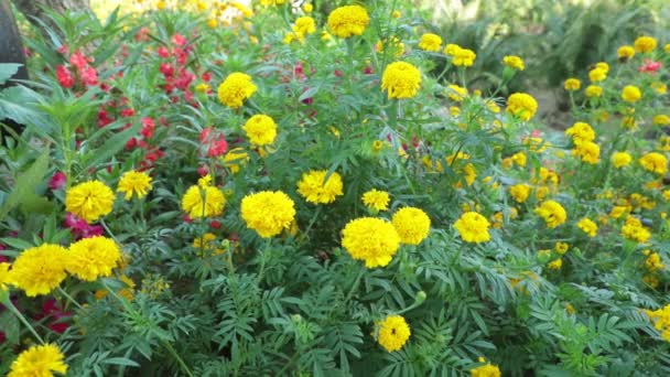 Kolorowe Dziki Nagietek Ogród Kwiaty Dmuchane Przez Wiatr Tle Zielonych — Wideo stockowe