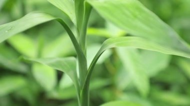 Dracaena braunii veya yüksek çözünürlüklü olarak da bilinen Dracaena sanderiana rüzgarda üfleme şanslı bambu yeşil yeşillik.