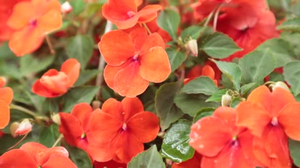 Zbliżenie Czerwony Petunia Kwiaty Ogrodowe Dmuchane Przez Wiatr Zielonymi Liśćmi — Wideo stockowe
