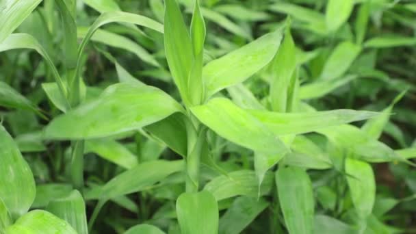 ドラセナ藻類またはラッキー竹緑葉として知られているギンヨウセンネンボクを高解像度で風が吹いて — ストック動画