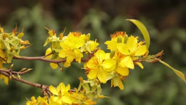 Uma Árvore Flor Damasco Florescente Amarelo Vibrante Clipe Imagens Estoque — Vídeo de Stock