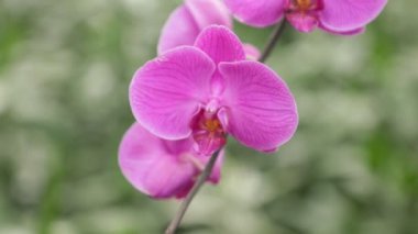 Muhteşem pembe ve beyaz orkide çiçekleri yeşil yeşillik arka plan, yüksek çözünürlüklü film klibi rüzgarla şişmiş.