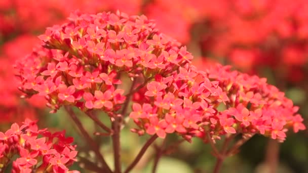 Kalanchoe Flores Ornamentales Vibrante Rojo Que Sopla Viento Alta Definición — Vídeos de Stock