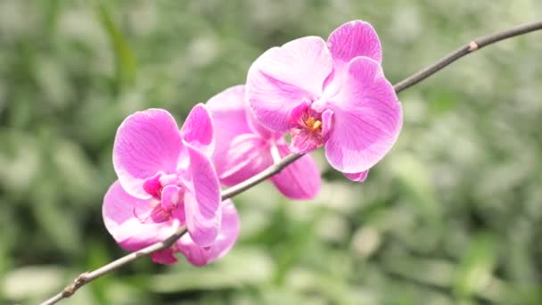 Magnificent Pink White Orchid Flowers Being Blown Wind Green Foliage — Stock Video