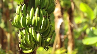 Muz muz ağacı ekimi tarım arazileri Merkez Vietnam rüzgarla şişmiş bir alanda büyüyen, yüksek çözünürlüklü film görüntüleri stok. İle canlı yeşil yapraklı bitki örtüsü.