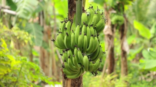 Bananas Growing Field Being Blown Wind Banana Tree Plantation Farmland — Stock Video