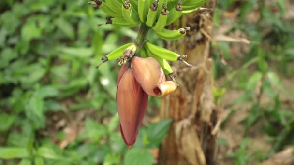 Bananas Crescendo Campo Sendo Soprado Vento Plantação Bananeiras Vietnã Central — Vídeo de Stock