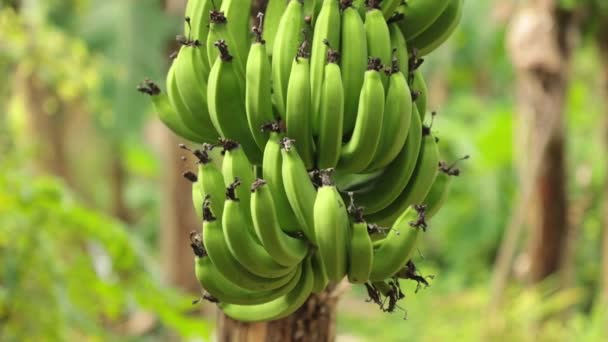 Uprawy Bananów Pole Dmuchane Przez Wiatr Bananowe Drzewa Plantacji Gruntów — Wideo stockowe