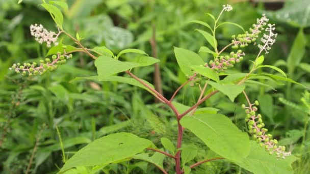 Αμερικανική Pokeweed Φυτό Πνέει Στον Άνεμο Δονούμενο Πράσινο Φύλλωμα Και — Αρχείο Βίντεο