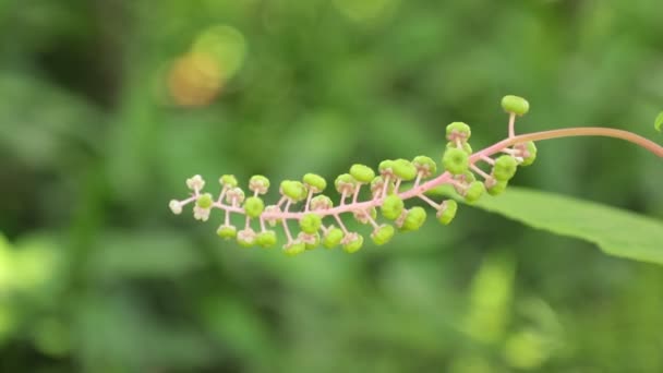 美国商陆植物未成熟浆果吹在风中与它充满活力的绿色叶子和明亮的红色紫色茎 高清电影剪辑股票片段 — 图库视频影像