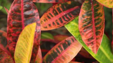 Kroton bitki onların canlı Yeşil Kırmızı Sarı yapraklar, yüksek tanım film klibi hisse senedi ayak ile rüzgarda üfleme bırakır. süs, nem oranı,