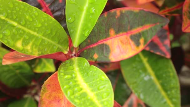 Croton Växt Blad Blåser Vinden Med Sin Pulserande Grön Röda — Stockvideo