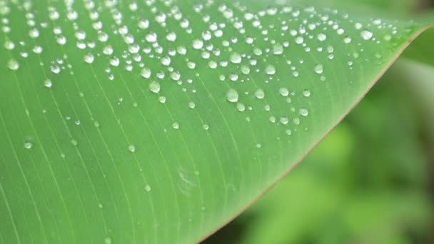 Banana Tree Levande Grönt Blad Täckt Morgon Grund Vattendroppar Skimrande — Stockvideo