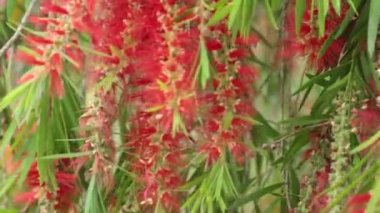Kırmızı çiçekler ve ağlayan söğüt Yapraklı ağaç yapraklar yeşil yeşillik rüzgarla şişmiş yüksek tanım film klibi hisse senedi ayak, yukarı kapatın.