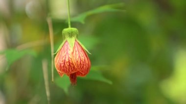 Abutilon pictum Redvein Abutilon, kırmızı ven Hint ebegümeci, Redvein çiçekli akçaağaç, Çince fener ya da kırmızı ven Çin fenerleri, bilinen Ebegümecigiller ailesindeki Abutilon türüdür. Makro yüksek tanımlı film stok görüntüleri kapat.