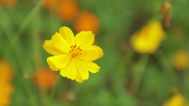 Cosmos bipannatus fleurit une plante ornementale de la famille des marguerites en pleine floraison avec un fond de feuillage vert close up macro haute définition film clip stock footage. Jaune .