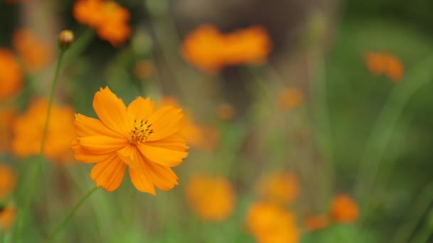 Cosmos Bipannatus Цветы Декоративное Растение Семейства Ромашки Полном Расцвете Зеленым — стоковое видео