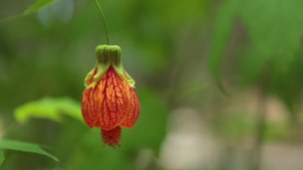 Abutilon Apátját Közismert Nevén Redvein Abutilon Piros Véna Indiai Mályva — Stock videók