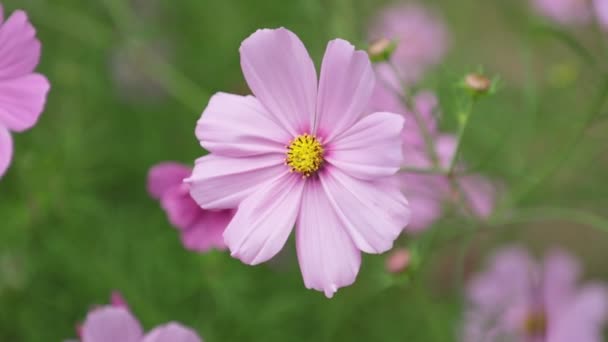 Cosmos Bipannatus Flowers Ornamental Plant Daisy Family Full Bloom Green — Stock Video