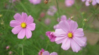 Evren bipannatus bir süs bitki yeşil yeşillik arka plan ile yakın makro yüksek tanım film klibi hisse senedi ayak kadar tam Bloom daisy aileden çiçekler. Pembe