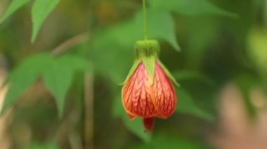 Abutilon pictum Redvein Abutilon, kırmızı ven Hint ebegümeci, Redvein çiçekli akçaağaç, Çince fener ya da kırmızı ven Çin fenerleri, bilinen Ebegümecigiller ailesindeki Abutilon türüdür. Makro yüksek tanımlı film stok görüntüleri kapat.
