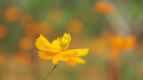 Cosmos Bipannatus Цветы Декоративное Растение Семейства Ромашки Полном Расцвете Зеленым — стоковое видео