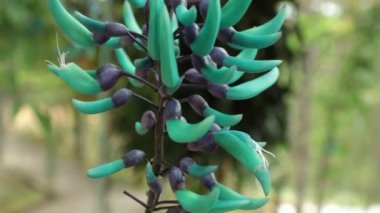 Strongylodon macrobotrys, yeşim asma, zümrüt asma veya turkuaz yeşim asma, yüksek tanım film klibi hisse senedi ayak bilinen. Tayabak.