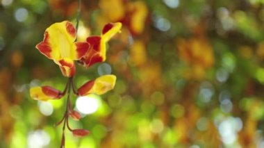 Thunbergia mysorensis, ayrıca Mysore trumpetvine veya Hint saat asma, yüksek tanım film klibi hisse senedi ayak denir. Pergola, önümüzdeki,
