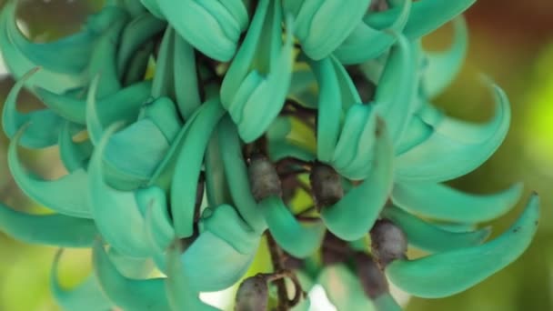 Strongylodon Macrobotrys Beter Bekend Als Jade Vine Emerald Wijnstok Turquoise — Stockvideo