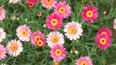 Marguerite papatya veya argyranthemum vahşi bahçe çiçekleri pembe ve kırmızı, yüksek çözünürlüklü film klibi hisse senedi görüntüleri.