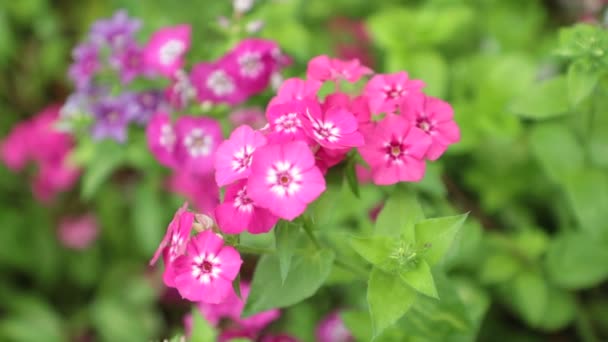 Verbena Trailing Perennial Red Pink White Flowers Blurred Background High — Stock Video