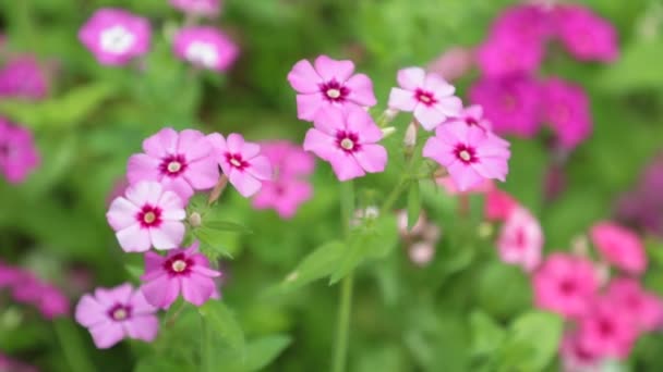 Verbena Arrastando Perene Vermelho Rosa Flores Brancas Com Fundo Borrado — Vídeo de Stock