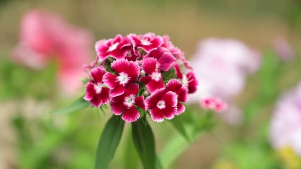 Verbena Hybrids Trailing Perennial Red Pink White Flowers Blurred Background — Stock Video