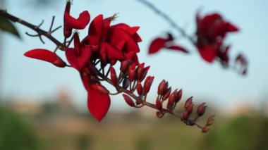 Erythrina ilginç, ortak mercan ağacı, şanslı fasulye ağacı, Güney Afrika'da bir kabile Boom veya Transvaal Kafferboom yaprak döken ağaç kırmızı çiçekler closeup makro yüksek tanım film klibi stok ayak.