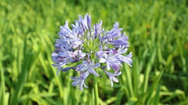Agapanthus africanus veya bulanık yeşil yeşillik arka plan, yüksek tanım film klibi hisse senedi ayak ile Afrika lily çiçek.