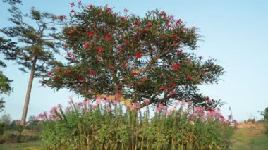 Erythrina ilginç, ortak mercan ağacı, şanslı fasulye ağacı, Güney Afrika'da bir kabile Boom veya Transvaal Kafferboom yaprak döken ağaç kırmızı çiçekli, yüksek tanım film klibi stok ayak.