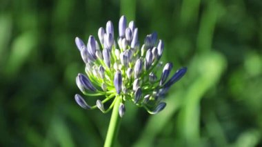 Agapanthus africanus veya bulanık yeşil yeşillik arka plan, yüksek tanım film klibi hisse senedi ayak ile Afrika lily çiçek.
