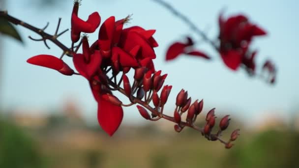 Erythrina Lysistemon Közös Coral Tree Szerencsés Bean Tree Kaffir Boom — Stock videók