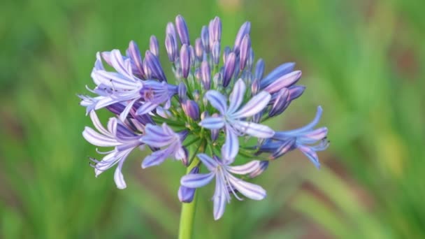 Agapanthus Africanus Eller Afrikansk Lilja Blommor Med Suddig Grönt Bladverk — Stockvideo