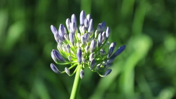 Agapanthus Africanus Veya Bulanık Yeşil Yeşillik Arka Plan Yüksek Tanım — Stok video