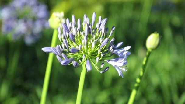 Agapanthus africanus ou des fleurs de lys africains avec un fond de feuillage vert flou, vidéo haute définition clip stock footage .