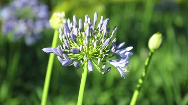 Agapanthus Africanus Veya Bulanık Yeşil Yeşillik Arka Plan Yüksek Tanım — Stok video