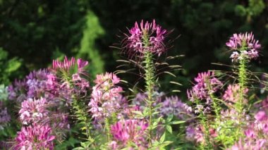 Cleome hassleriana, örümcek çiçek, örümcek bitki veya pembe Kraliçe, yüksek tanım film klibi hisse senedi ayak bilinen.