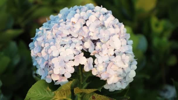 Cabeza Flor Hortensia Blanca Con Toques Azules Púrpuras Material Archivo — Vídeo de stock