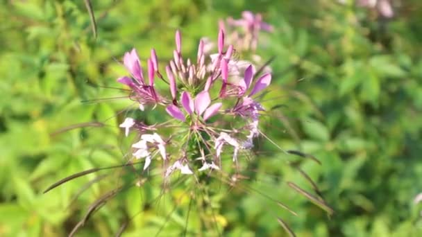 Cleome Hassleriana Vulgarmente Conhecido Como Flor Aranha Planta Aranha Rainha — Vídeo de Stock