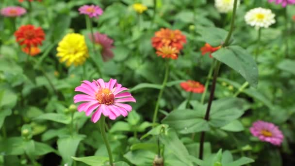 百日草小人花园花卉与壮观的鲜艳的颜色和绿色的叶子 高清股票片段剪辑 — 图库视频影像